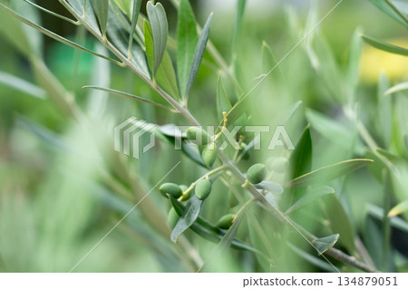 Small olives growing (July) Production gardening 134879051