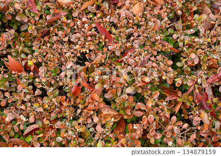 Colorful autumn plants 134879159