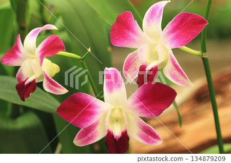 綻放的蝴蝶蘭花 134879209