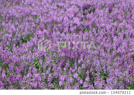 美麗的天使花（水仙女、藍天使、香麻雀）花海 134879211