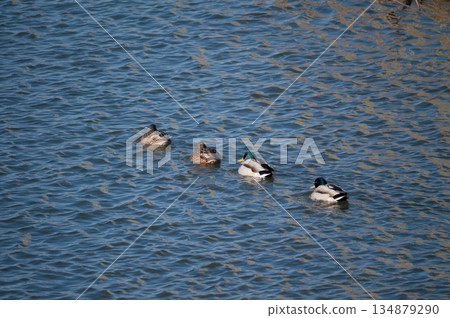 Magamo on the Yasuragi Embankment of the Shinano River Magamo on the Yasuragi Embankment of the Shinano River 134879290