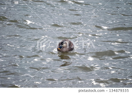 信濃川安城堤岸上的輕毛 134879335