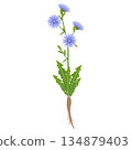 Chicory with leaves and roots on a white background. 134879403