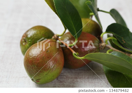 Camellia seeds 134879482