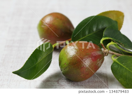 山茶花種子 134879483