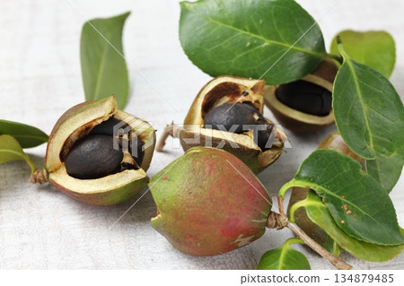 Camellia seeds 134879485