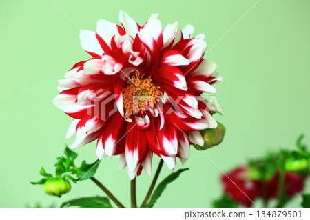 解脫萬里香 大花 大菊 天竺牡丹 萬里菊 菊花 西洋牡丹 西洋牡丹 大梨花 解脫萬里香 大花 大菊 天竺牡丹 萬里菊 菊花 西洋牡丹 西洋牡丹 大梨花 134879501
