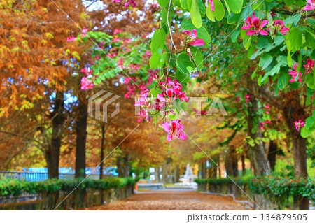 Inside the park, safflower pine tree Inside the park, safflower pine tree 134879505