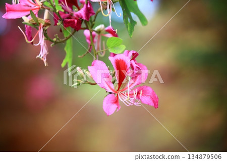 紅花喇叭花、艷捊荊、香港蘭花、西方紫刺 134879506