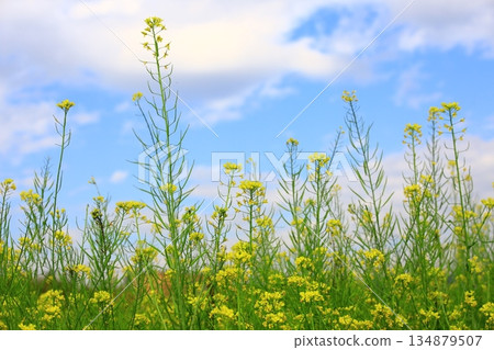 美麗的油菜，油菜，油菜 134879507