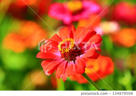 Blooming chrysanthemum, zinnia, spark flower, step height, long grass, fish tail chrysanthemum, daiba plum 134879509