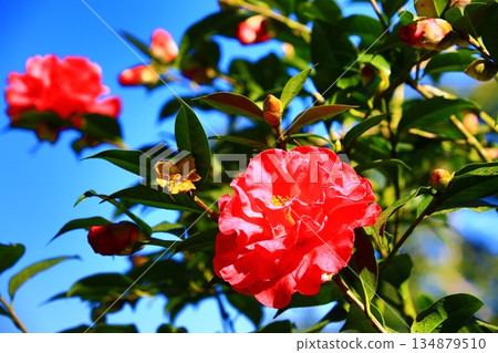 Blooming red sasanqua, Sea pomegranate, Jade myrtle, Winter tolerant flower, Winter oak flower 134879510