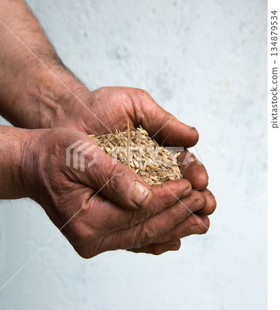 Old hands with wheats Old hands with wheats 134879534