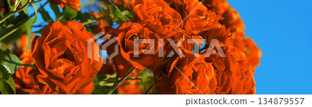Natural background of rose bush Natural background of rose bush 134879557