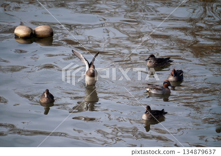 Small ducks flapping their wings on the Yasuragi Embankment of the Shinano River 134879637