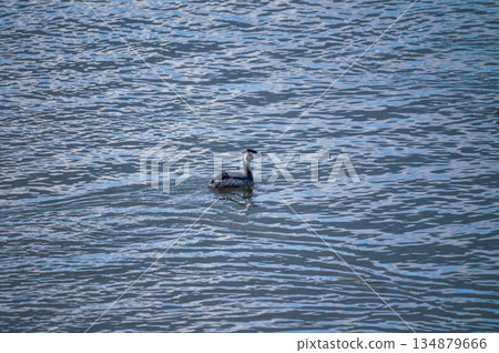 Shinano River, Yasuragi Embankment, Crowned Sea Bream 134879666