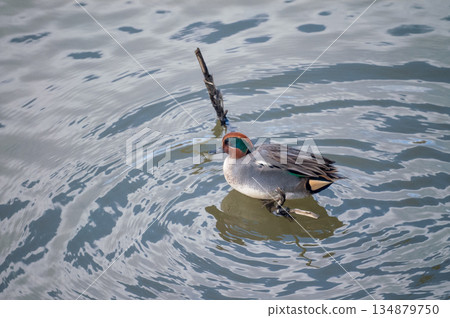A small duck on the Yasuragi embankment of the Shinano River 134879750