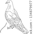 Black and white hand-drawn line art illustration of a pigeon, white dove standing in profile, isolated on a white background. 134879977