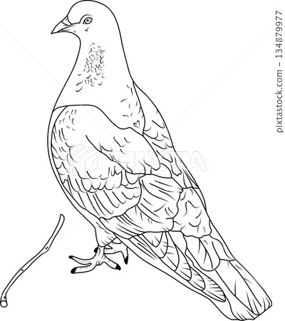 Black and white hand-drawn line art illustration of a pigeon, white dove standing in profile, isolated on a white background. Black and white hand-drawn line art illustration of a pigeon, white dove standing in profile, isolated on a white background. 134879977