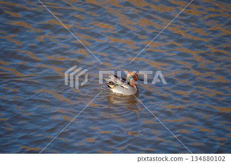 A small duck on the Yasuragi embankment of the Shinano River A small duck on the Yasuragi embankment of the Shinano River 134880102