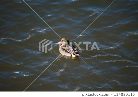 A small duck on the Yasuragi embankment of the Shinano River A small duck on the Yasuragi embankment of the Shinano River 134880116