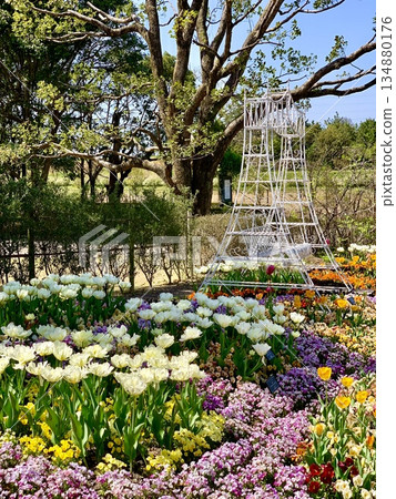 Flower beds decorated with colorful tulips and pansies (Anjo Industrial and Cultural Park Denpark, Anjo City, Aichi Prefecture) Flower beds decorated with colorful tulips and pansies (Anjo Industrial and Cultural Park Denpark, Anjo City, Aichi Prefecture) 134880176