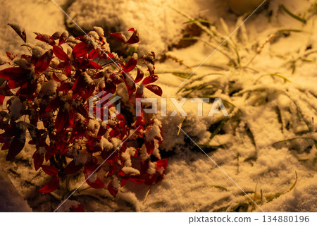 Snow-covered red leaves Snow-covered red leaves 134880196