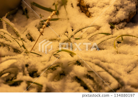 Snowy grass landscape Snowy grass landscape 134880197