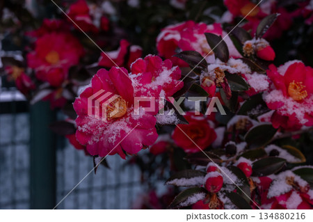 冬季美麗的山茶花 冬季美麗的山茶花 134880216