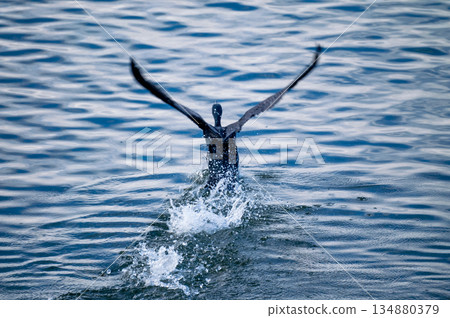 A cormorant running up the Yasuragi bank of the Shinano River A cormorant running up the Yasuragi bank of the Shinano River 134880379