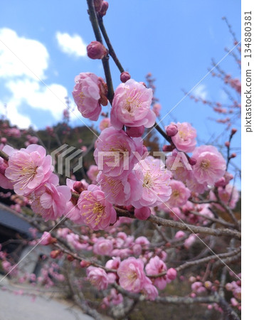 Double plum blossoms at Rurikoji Temple Double plum blossoms at Rurikoji Temple 134880381