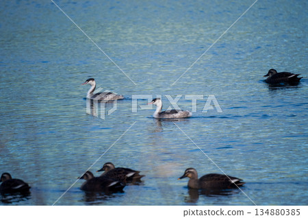Shinano River, Yasuragi Embankment, Crowned Sea Bream 134880385