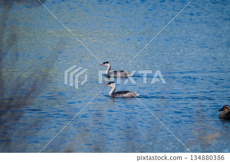 信濃川、安城堤防 戴上鳳凰 134880386