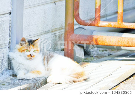 A cute long-haired calico kitten relaxing on a street grating A cute long-haired calico kitten relaxing on a street grating 134880565