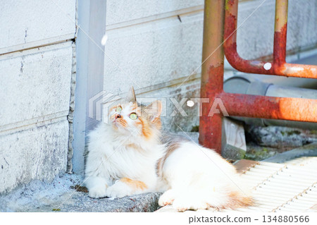 A cute stray cat happily watching the cherry blossoms falling outdoors A cute stray cat happily watching the cherry blossoms falling outdoors 134880566