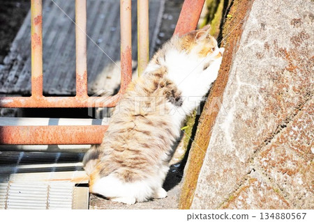 Calico kitten standing outside and peeking through a stone wall 134880567