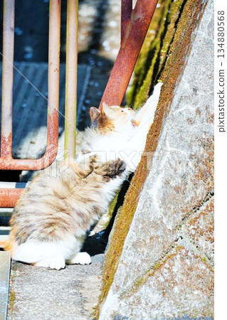 A cute, fluffy kitten stretching on a stone wall in an alley A cute, fluffy kitten stretching on a stone wall in an alley 134880568