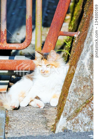 A long-haired, calico kitten relaxing in front of a rusty red fence outdoors 134880569