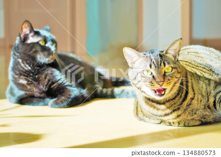 A cat lying on the floor in a warm, sunny room talking to you A cat lying on the floor in a warm, sunny room talking to you 134880573