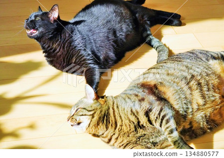 Two domestic cats lying down and relaxing on the floor indoors 134880577