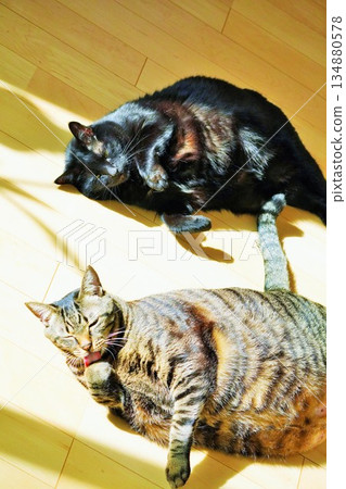Two house cats lying down and grooming themselves on the heated floor indoors 134880578