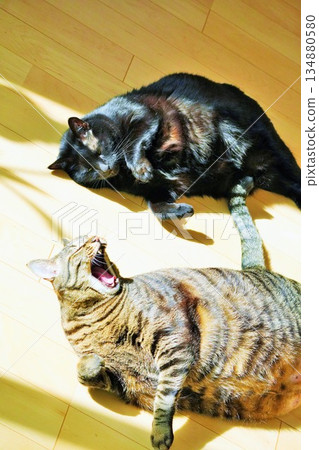 兩隻寵物貓睡在室內暖板上 134880580