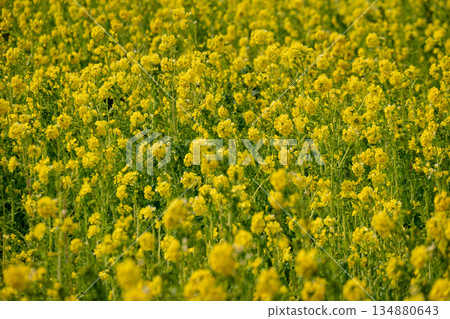 A view of a rape field 134880643