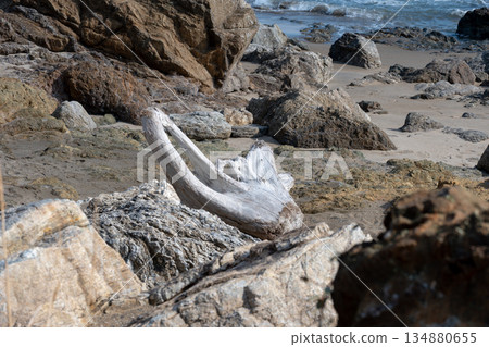 Driftwood and rocks on the coast 134880655