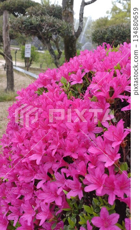 Azaleas at Kikko Park Azaleas at Kikko Park 134880659