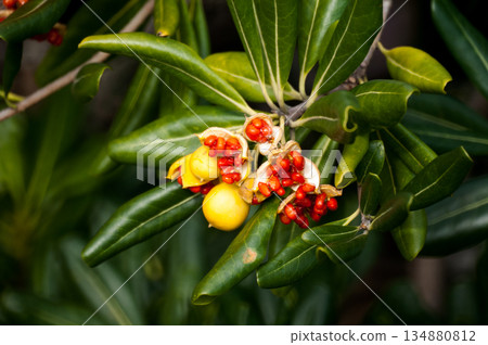 Door Fruit Door Fruit 134880812