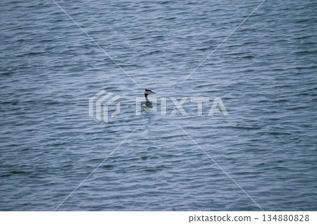 Shinano River, Yasuragi Embankment, Crowned Sea Bream 134880828