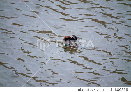 Preening a small duck on the Yasuragi embankment of the Shinano River 134880868