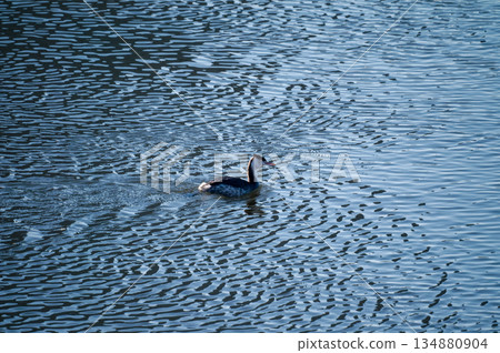 信濃川、安城堤防 戴上鳳凰 134880904