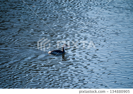 Shinano River, Yasuragi Embankment, Crowned Sea Bream 134880905